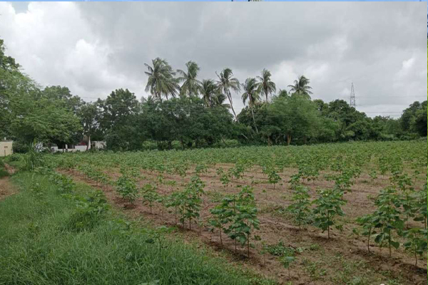 Agri Land for sale in Sivakasi