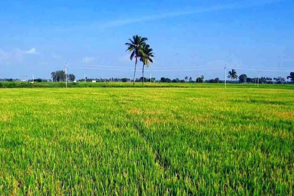Agri Land for sale in Sivakasi