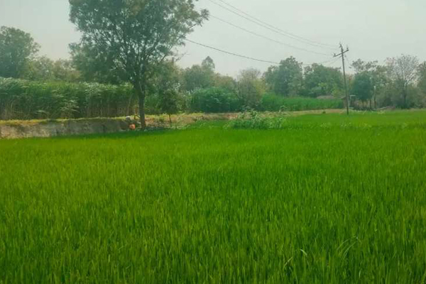 Agri Land for sale in Sivakasi