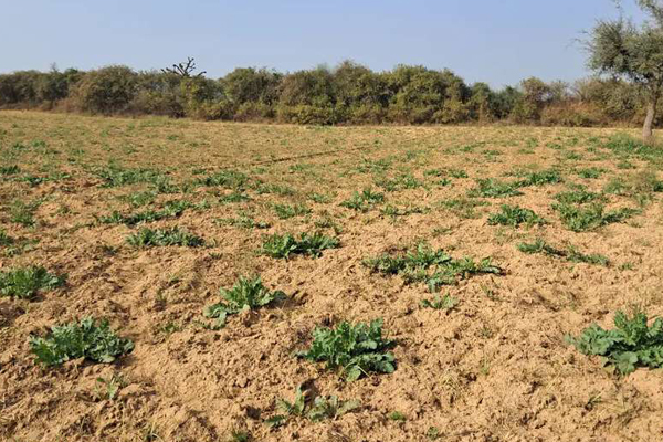 Agri Land for sale in Sivakasi